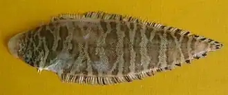 Cynoglossus puncticeps