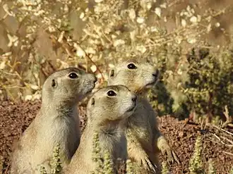 Witstaartprairiehond