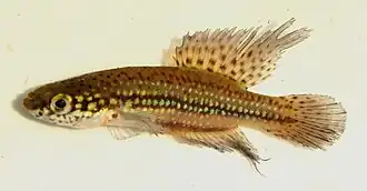 Cynopoecilus