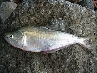 Cynopotamus magdalenae