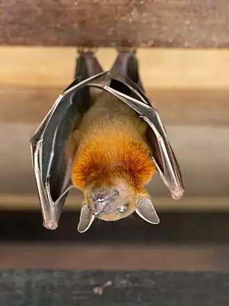 Cynopterus brachyotis