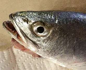 Cynoscion parvipinnis