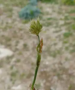 Opgeblazen bladschede