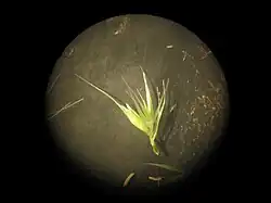 Fertiel en steriel aartje