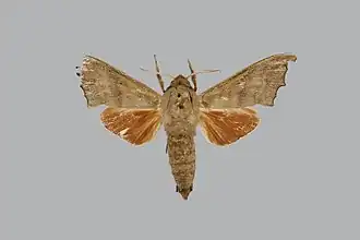 Cypa duponti