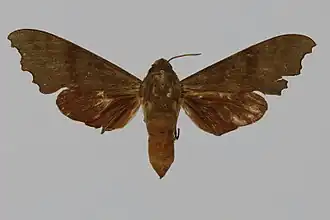 Cypa terranea