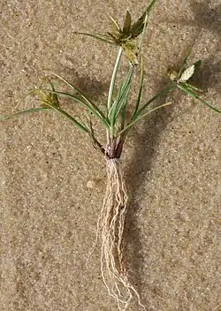 Plant met gele wortels