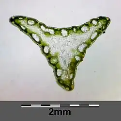 Dwarsdoorsnede stengel