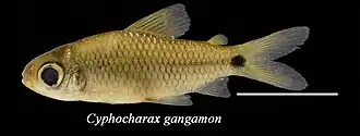 Cyphocharax gangamon
