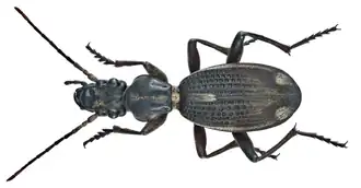Cypholoba cinereocincta