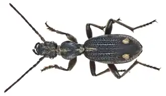 Cypholoba perspicillaris