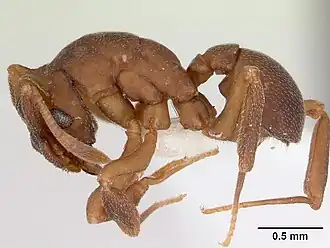 Cyphomyrmex laevigatus