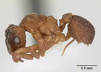Cyphomyrmex transversus