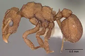 Cyphomyrmex wheeleri