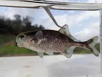 Cyphomyrus discorhynchus