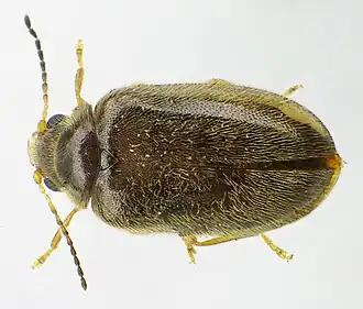 Cyphon coarctatus
