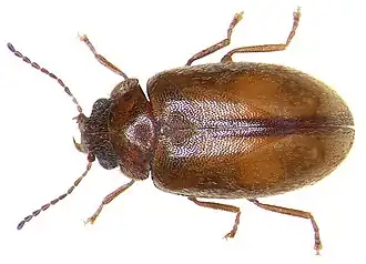 Cyphon laevipennis