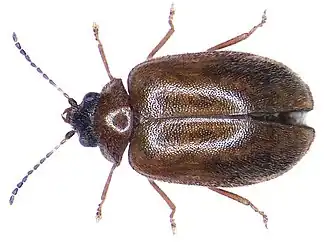 Cyphon variabilis