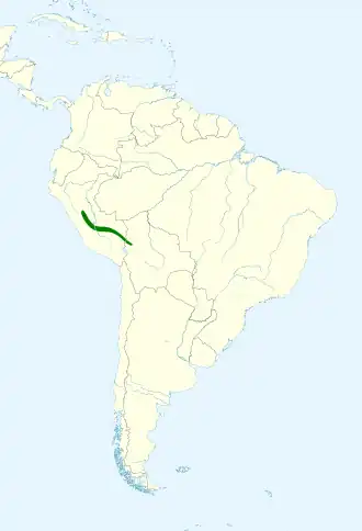 Zuidelijke bruinborstwinterkoning