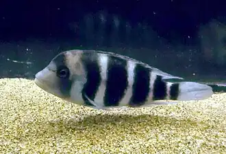 Cyphotilapia gibberosa