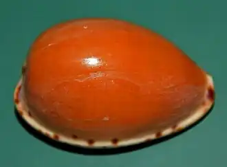 Notocypraea angustata