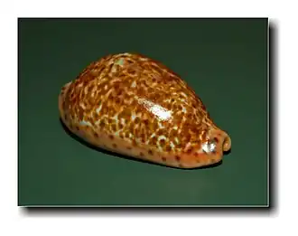 Pseudozonaria annettae