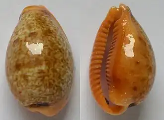 Contradusta bregeriana