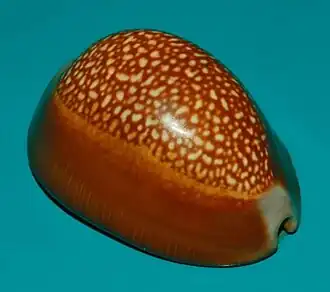 Monetaria caputdraconis