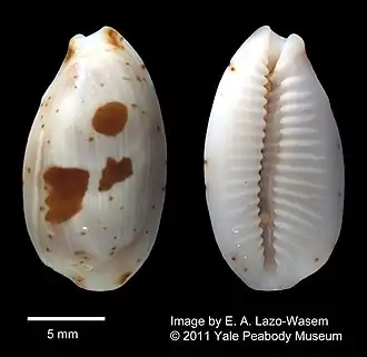Palmadusta contaminata