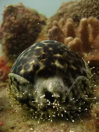 Cypraea tigris