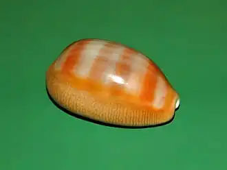 Lyncina schilderorum