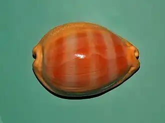 Lyncina sulcidentata