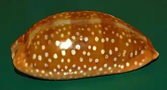 Macrocypraea cervinetta