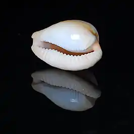 Cypraeovula coronata