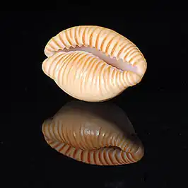 Cypraeovula fuscodentata