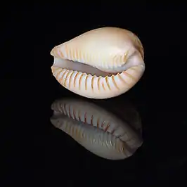 Cypraeovula fuscorubra