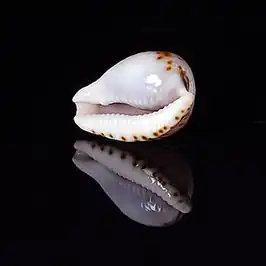 Cypraeovula mikeharti