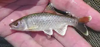 Cyprinella analostana