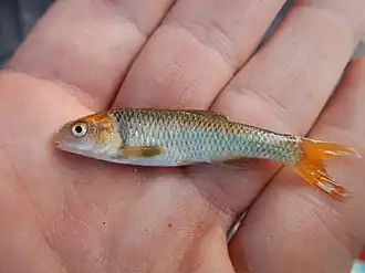 Cyprinella proserpina