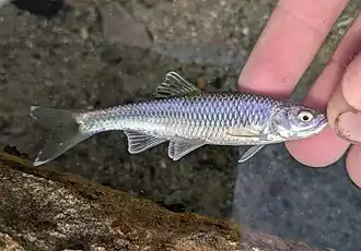 Cyprinella spiloptera