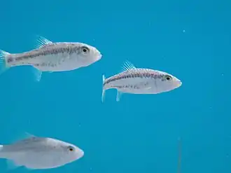 Cyprinodon bifasciatus