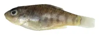 Cyprinodon bondi