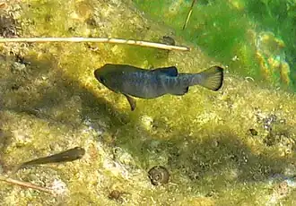 Cyprinodon nevadensis mionectes