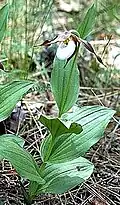 Cypripedium montanum