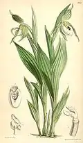 Cypripedium candidum