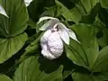 Cypripedium formosanum