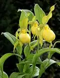 Cypripedium pubescens