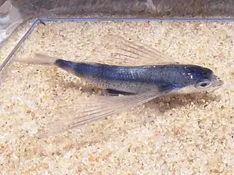 Cypselurus oligolepis