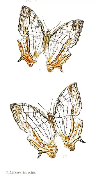 Cyrestis andamanica
