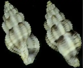 Cyrillia aequalis